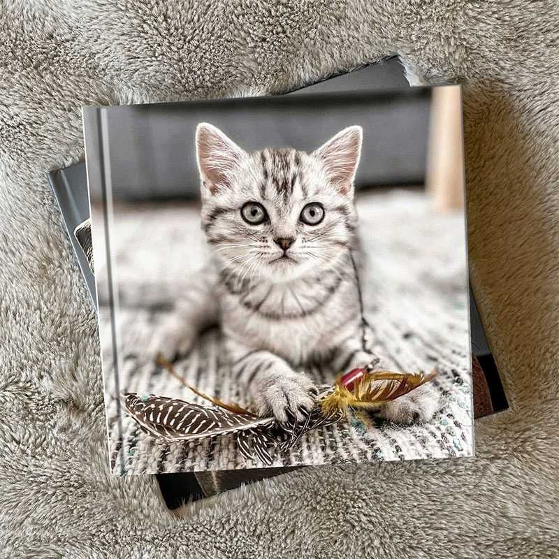 Sessão de fotografia + álbum profissional de animais de estimação