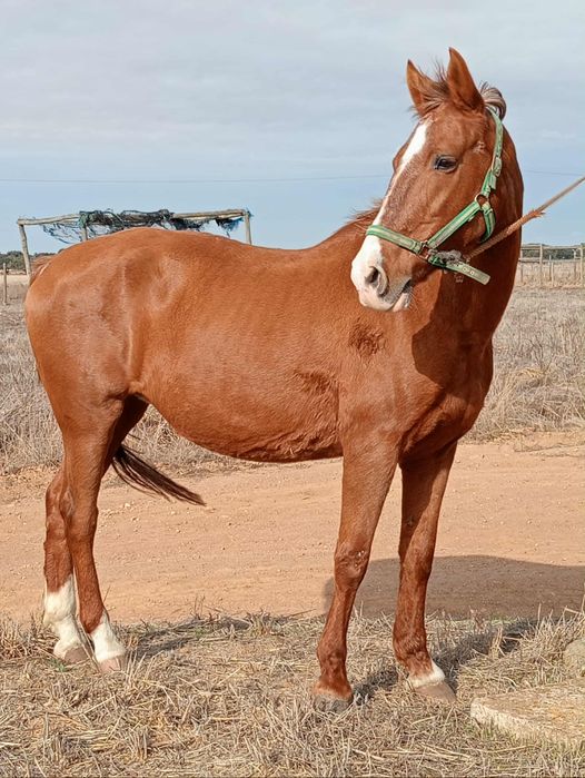 Égua lazã com 9 anos