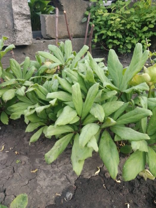 Распродажа карликового морозника