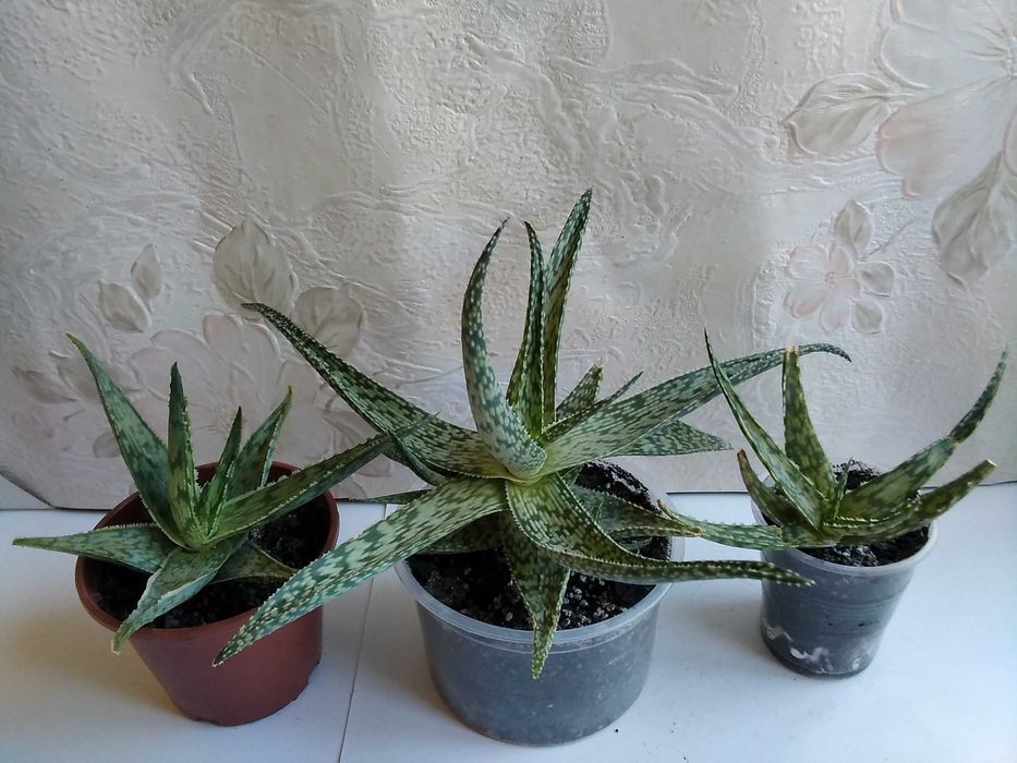 Алоэ сомалийское алое Somaliensis