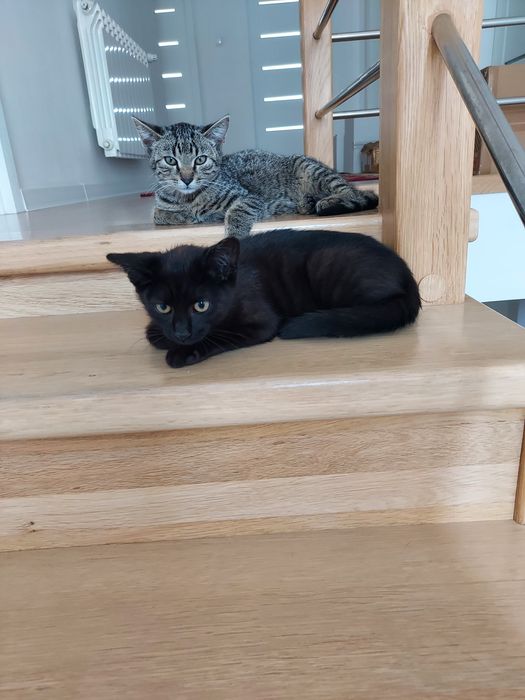 Kotki  oddam za darmo