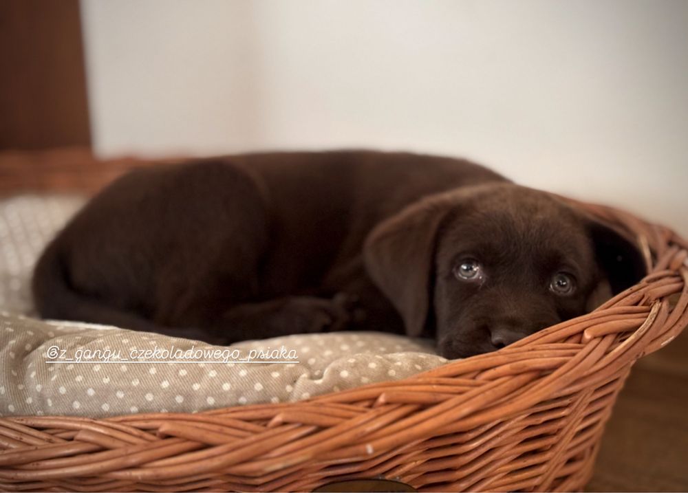 Labrador Retriver szczeniak czekoladowy suczka