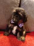 Shih Tzu Piesek słodycz