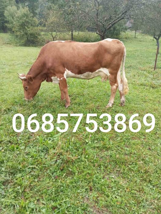 Продається добра корова