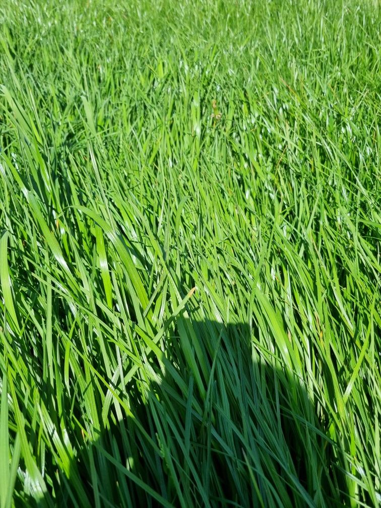 Baloty kiszonki z dobrej trawy.