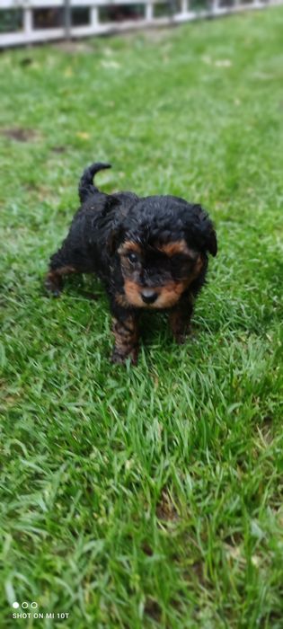 Suczka pudel miniaturowy z metryką