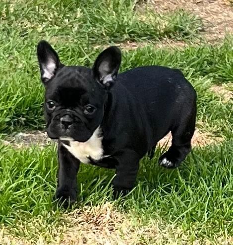 Sprzedam pieska Buldog Francuski
