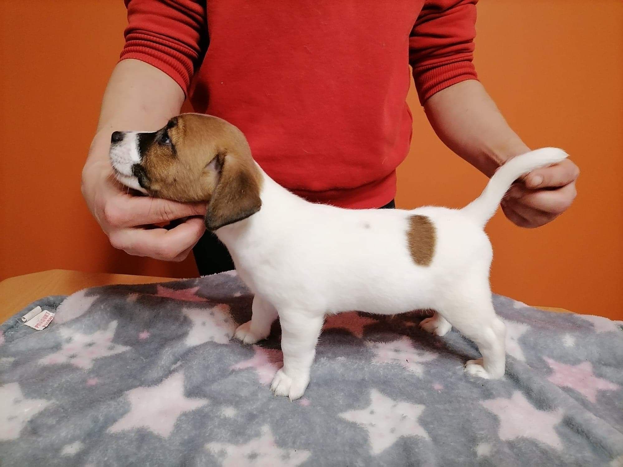 Jack Russell Terrier Reproduktor ZKwp FCI