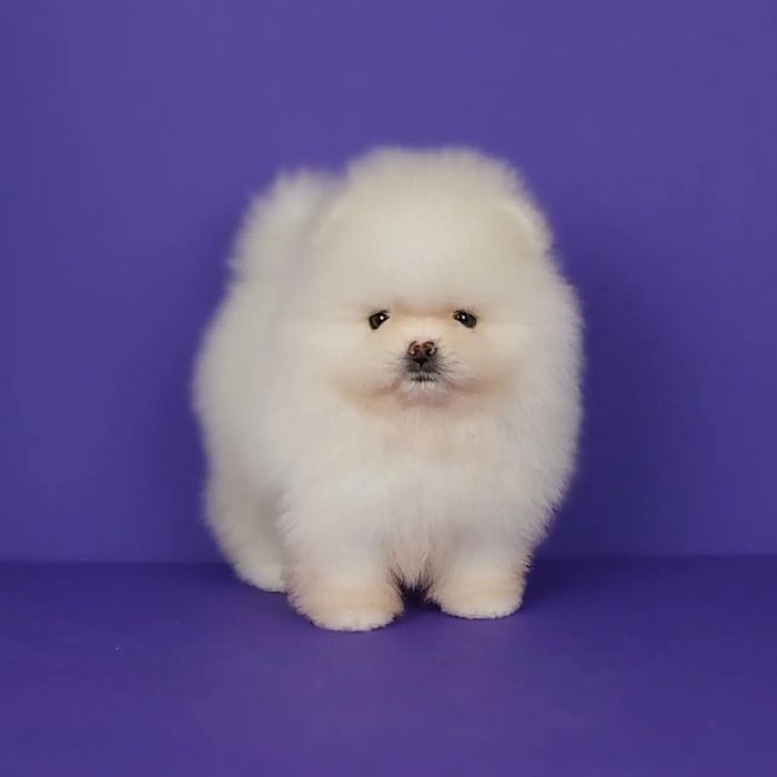 Мальчик и девочка померанского шпица