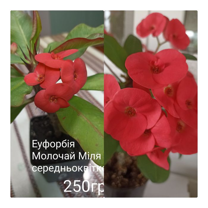 Еуфорбія Молочай Міля різнобарвні