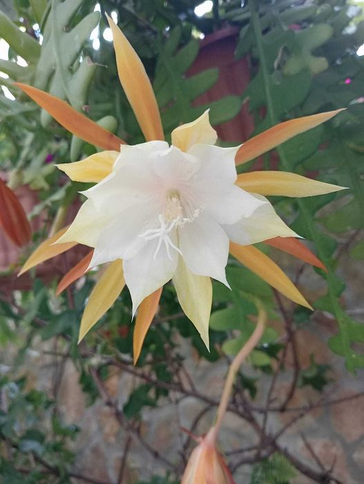 Planta natural espinha-de-peixe Branca/Vermelha