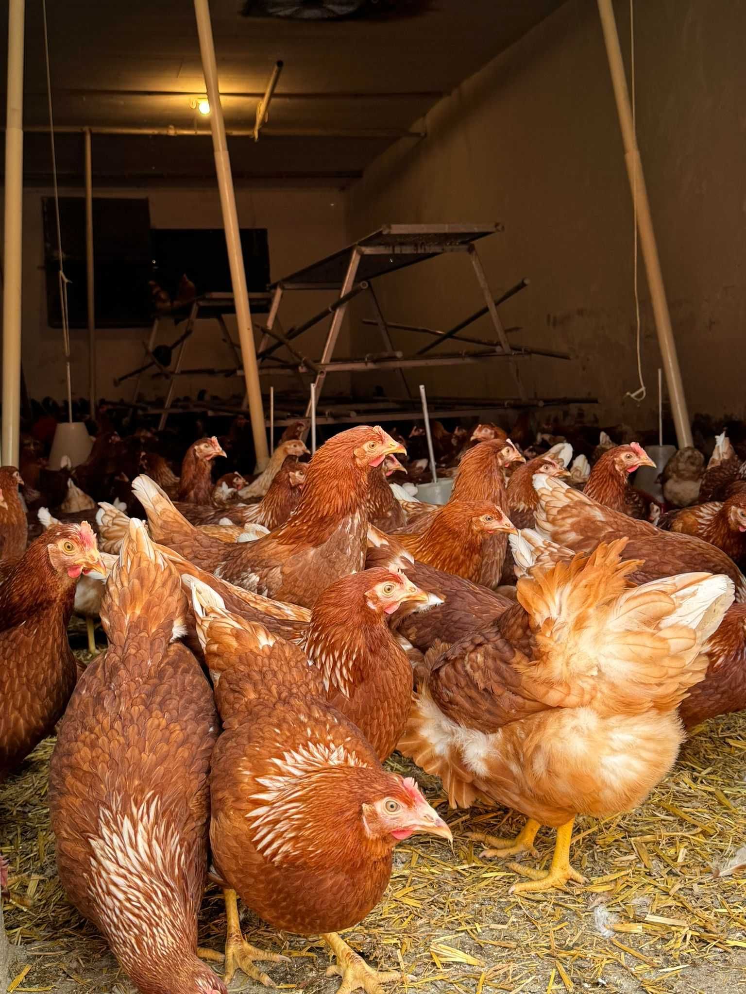 Kury z wolnego wybiegu ! Leghorn Messa Rossa ! ZAPRASZAM !