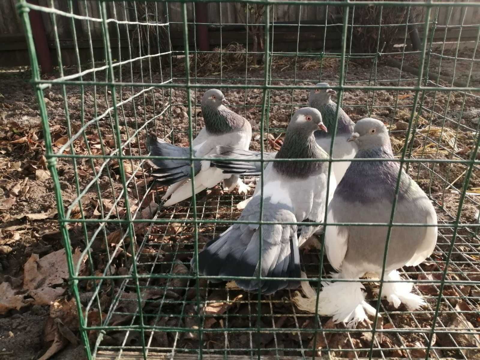 Урюпенские голуби продажа