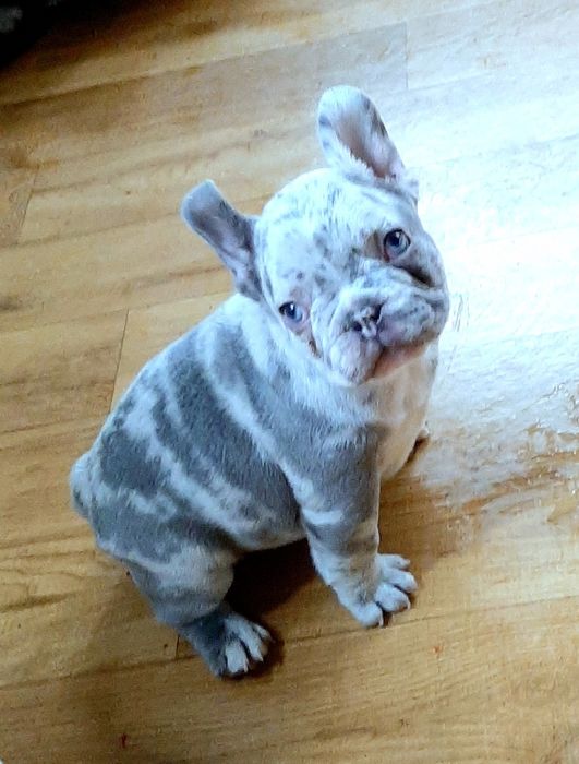 Buldog trancuski dziewczynka