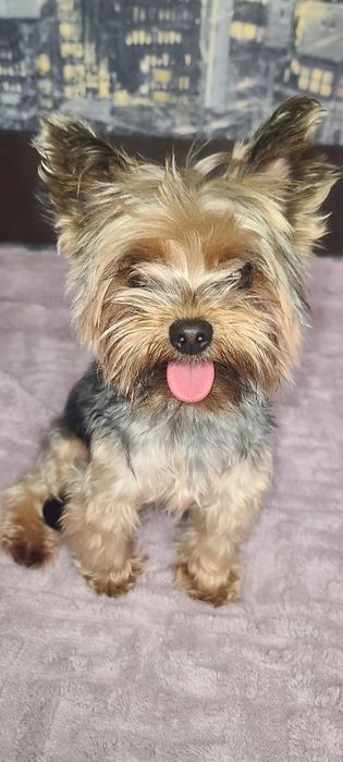 Йорки малюки  1 дівчинка і 4 хлопчики.