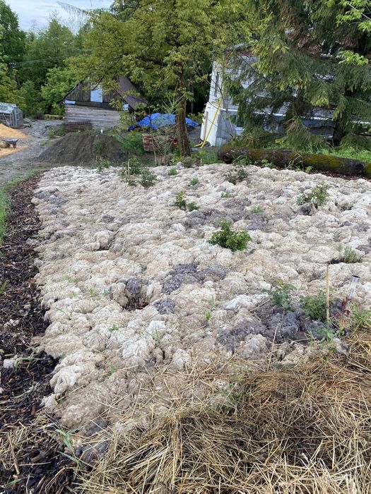 nawóz z wełna owcza do szklarni eko zamiast gnoju obornik uprawa