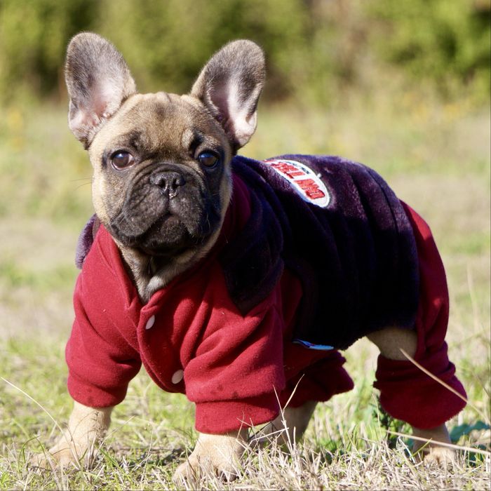 Девочка французский бульдог