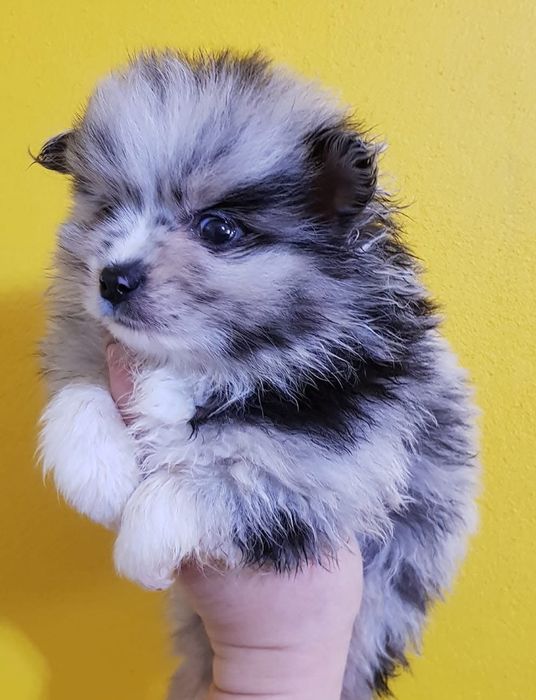 Spitz lulu pomerania