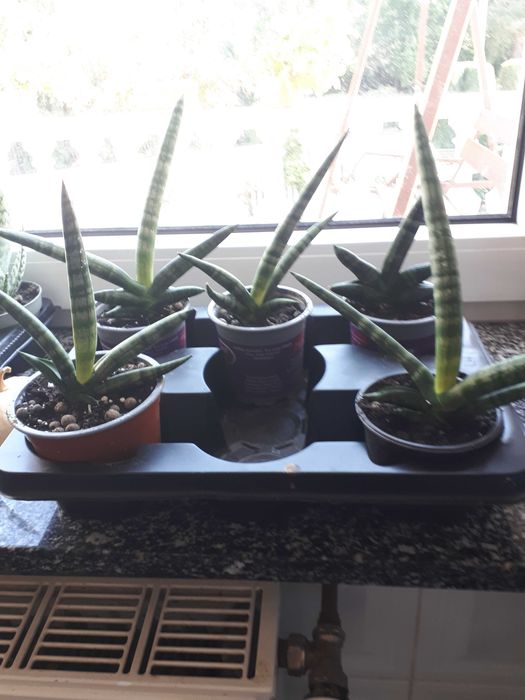 sansevieria boncellensis baby mini