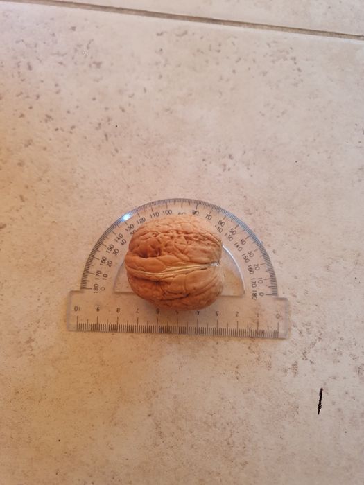 Orzechy jacki 5 kg