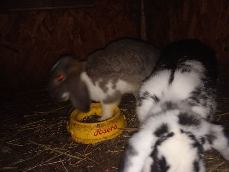 Królik baran francuski