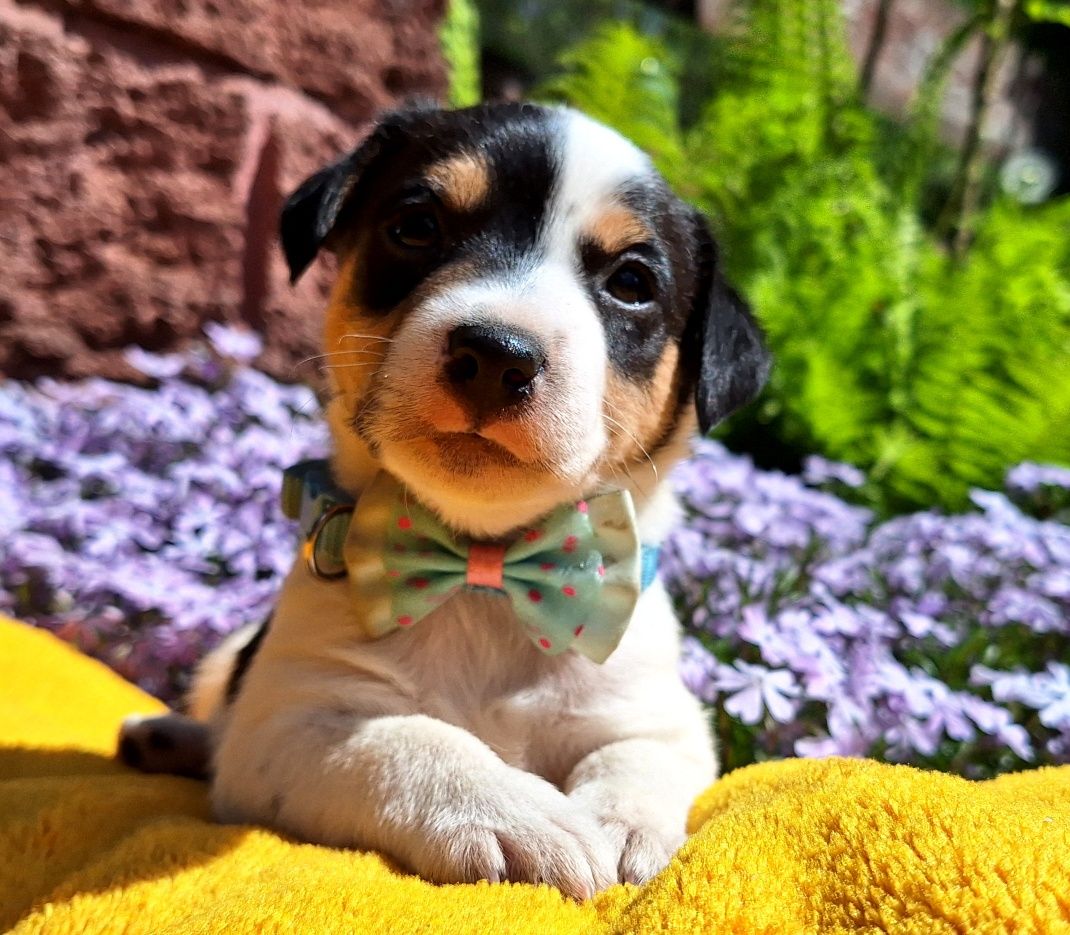 Szczeniaki Parson Russell Terrier ZKwP FCI TERIER