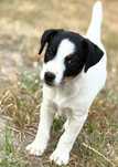 Jack Russel Terier