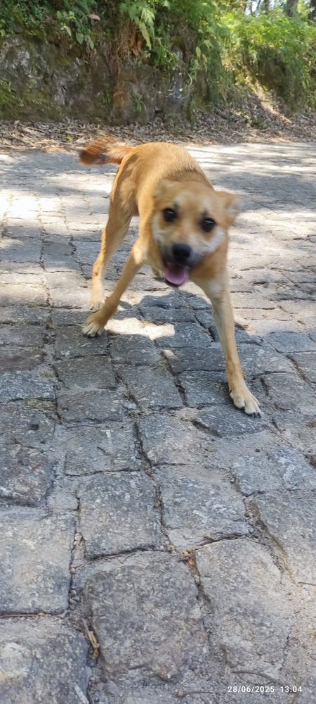 Macho para adocao responsavel