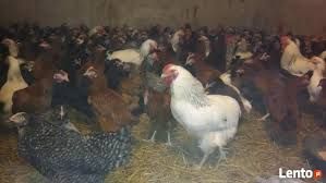 Kury Rosa mlode nioski z własnej FERMY DROBIU z wolnego wybiegu.DOWÓZ.