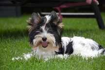 Yorkshire Terrier Biewer