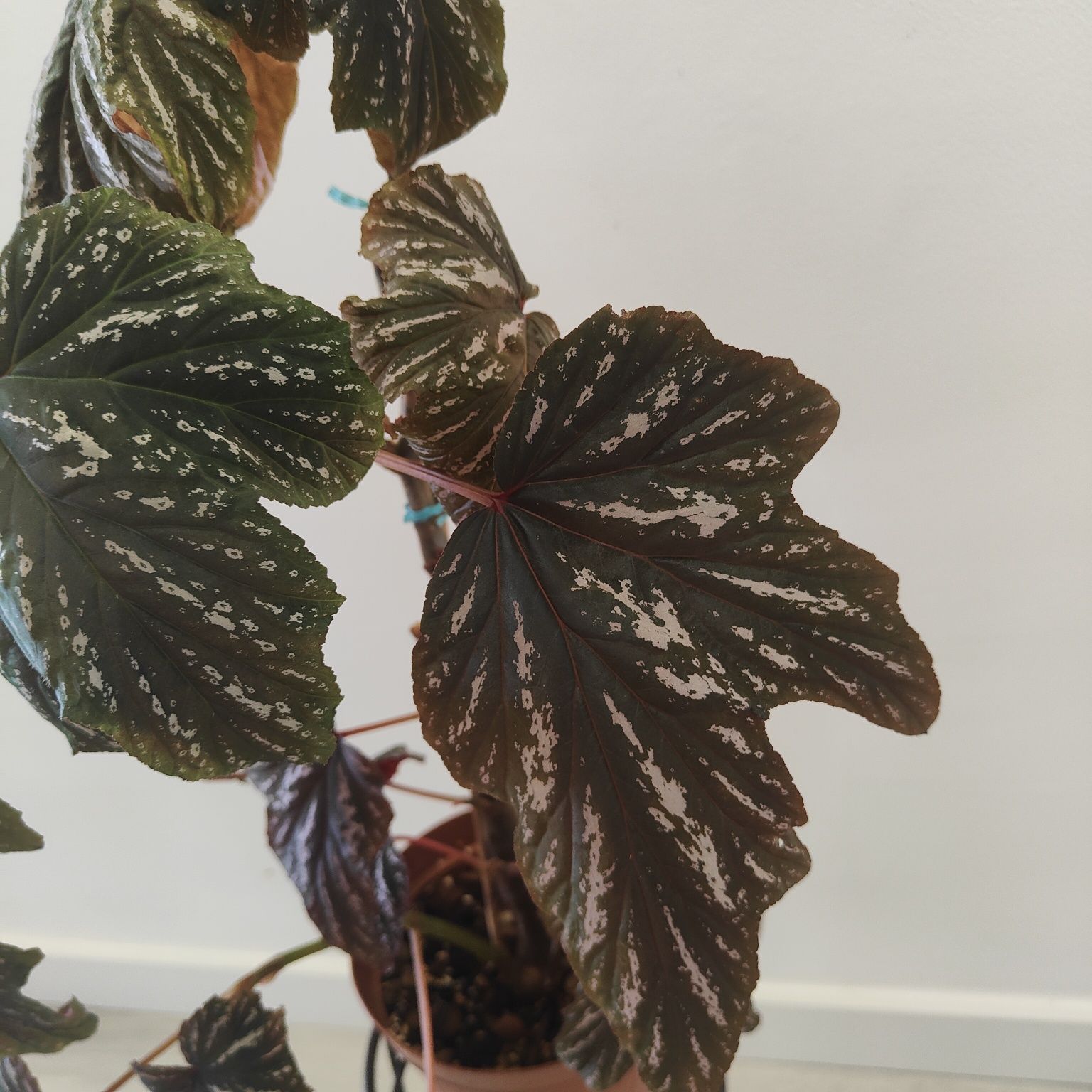 BEGONIA ACONITIFOLIA // planta interior