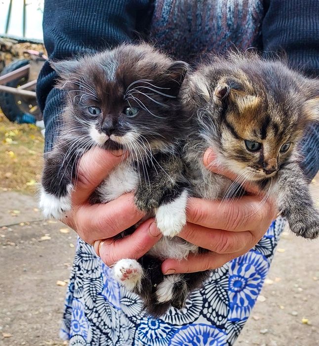 Віддам кошеня безкоштовно