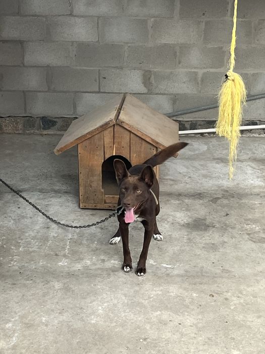 Собака шукає нову родину