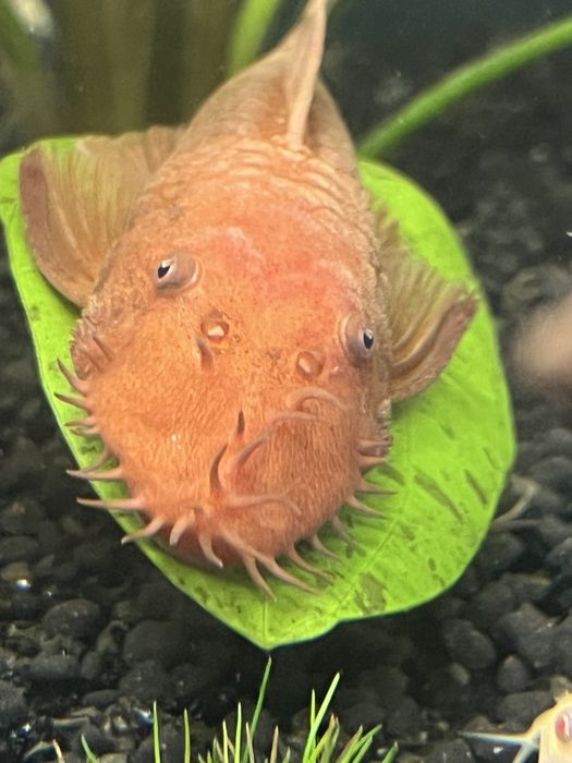 Ancistrus super red zbrojnik glonojad