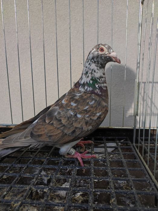 Golob gołębie pocztowy pocztowe opal