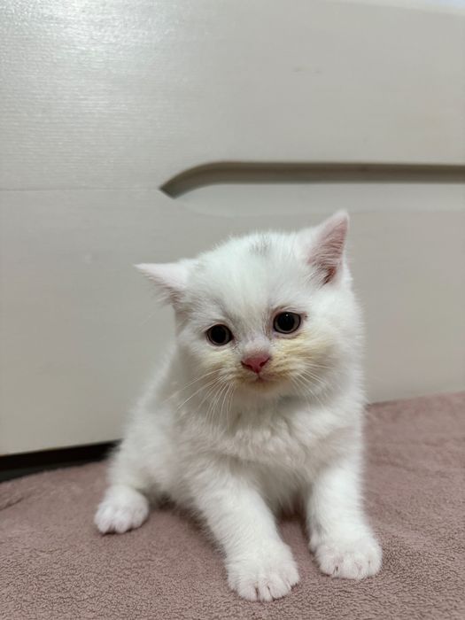 Brytyjskie kotki białe krótkowłose