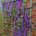 Wisteria glicynia sztuczna girlanda kwiatowa dekoracja 12 sztuk