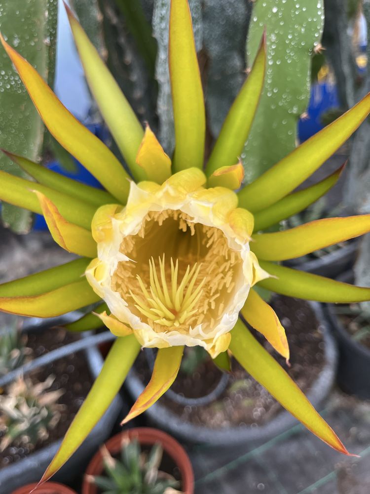 Pitaya autopolinizadora / autofertil