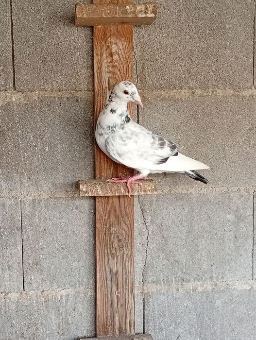 Pombos correios 2025