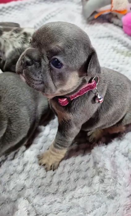 В'язка блакитно підпалий французський бульдог