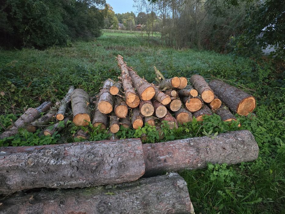 Do sprzedania drzewo 8 sztuk po 200 zł sztuka