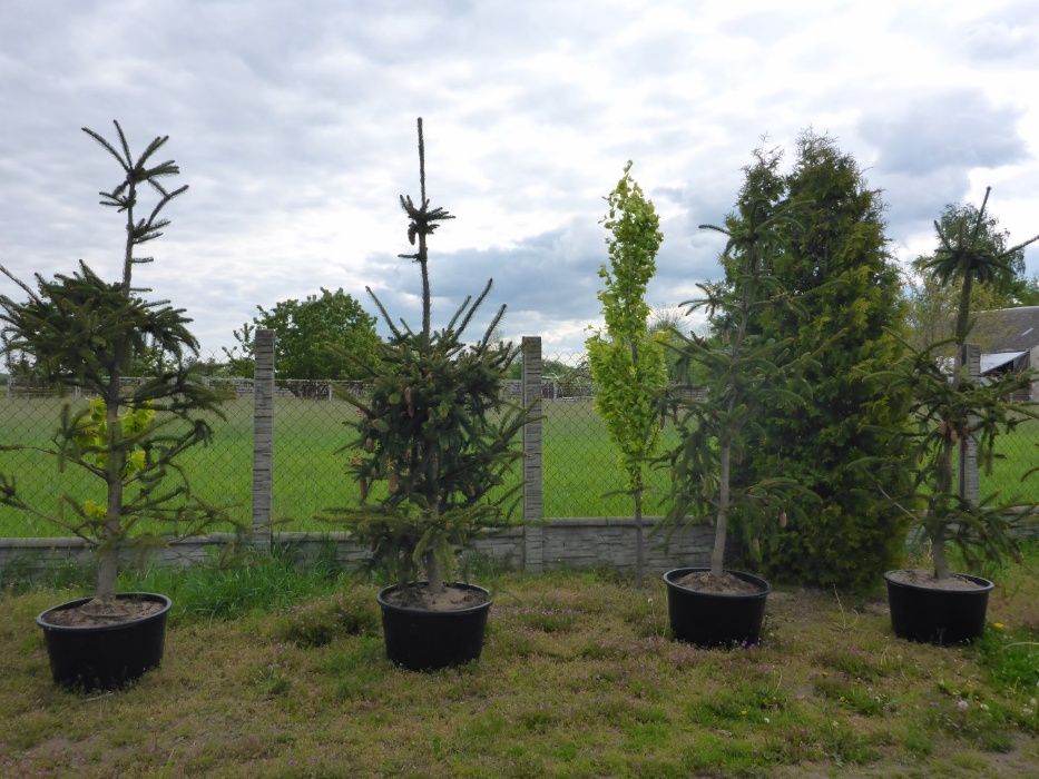 okazy XXL kula formowana bonsai bonzaj producent tuja cyprys szmaragd