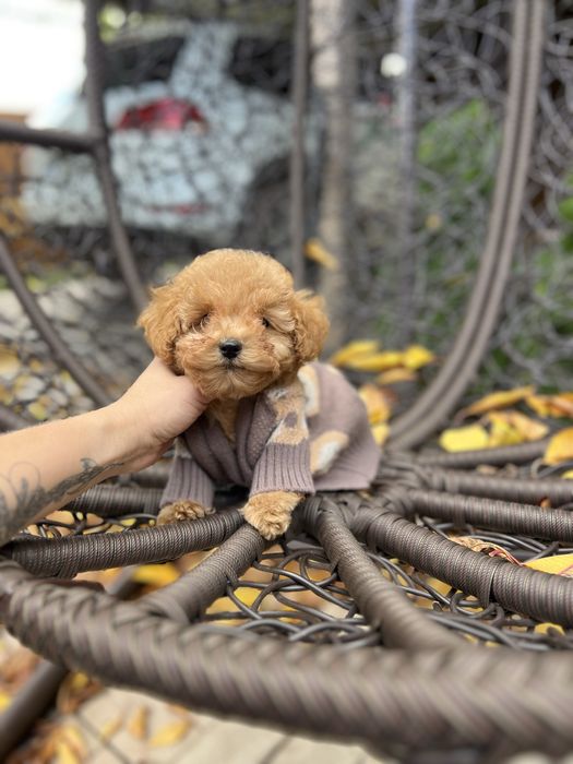 Мальтіпу кукольні хлопчики і дівчатка
