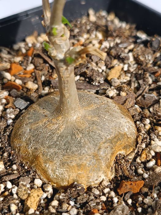 Gerrardanthus macrorhizus Геррардантус макроризус