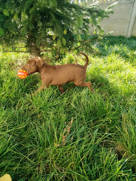 Patterdale terrier Zkwp FCI