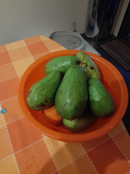Árvores de fruto