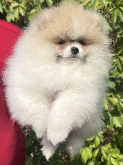 Дівчинка померанського шпіца