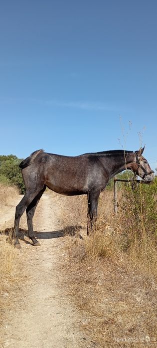 Belíssima poldra ruça, Livro Azul