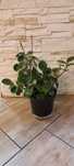 Peperomia tępolistna, kwiat, roślina