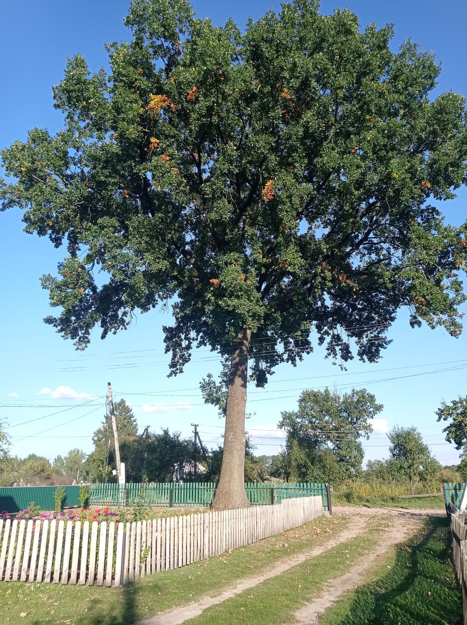 Продам дуб, Ділова деревина